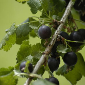 Aronia