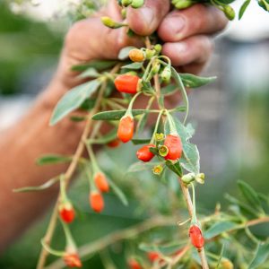 Baie de goji
