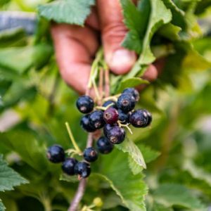 Cassis, plants de cassis, racines nues de cassis, cassis andega