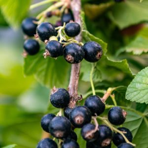 Cassis Black down