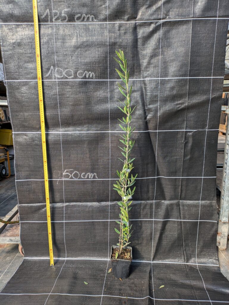 Arbosana